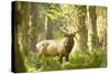 Washington, Olympic, Quinault River. Roosevelt Elk Bull-Steve Kazlowski-Stretched Canvas