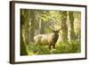 Washington, Olympic, Quinault River. Roosevelt Elk Bull-Steve Kazlowski-Framed Photographic Print