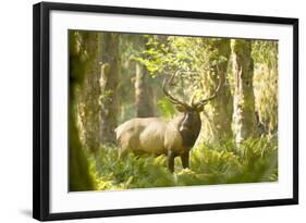 Washington, Olympic, Quinault River. Roosevelt Elk Bull-Steve Kazlowski-Framed Photographic Print