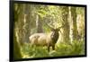 Washington, Olympic, Quinault River. Roosevelt Elk Bull-Steve Kazlowski-Framed Photographic Print