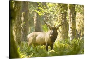 Washington, Olympic, Quinault River. Roosevelt Elk Bull-Steve Kazlowski-Stretched Canvas