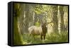 Washington, Olympic, Quinault River. Roosevelt Elk Bull-Steve Kazlowski-Framed Stretched Canvas