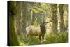 Washington, Olympic, Quinault River. Roosevelt Elk Bull-Steve Kazlowski-Stretched Canvas