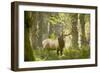 Washington, Olympic, Quinault River. Roosevelt Elk Bull-Steve Kazlowski-Framed Photographic Print