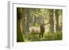 Washington, Olympic, Quinault River. Roosevelt Elk Bull-Steve Kazlowski-Framed Photographic Print