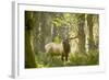 Washington, Olympic, Quinault River. Roosevelt Elk Bull-Steve Kazlowski-Framed Photographic Print