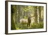 Washington, Olympic, Quinault River. Roosevelt Elk Bull-Steve Kazlowski-Framed Photographic Print