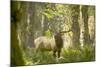 Washington, Olympic, Quinault River. Roosevelt Elk Bull-Steve Kazlowski-Mounted Photographic Print