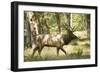 Washington, Olympic, Quinault River. Roosevelt Elk Bull-Steve Kazlowski-Framed Photographic Print