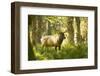 Washington, Olympic, Quinault River. Roosevelt Elk Bull-Steve Kazlowski-Framed Premium Photographic Print