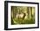 Washington, Olympic, Quinault River. Roosevelt Elk Bull-Steve Kazlowski-Framed Premium Photographic Print