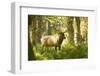 Washington, Olympic, Quinault River. Roosevelt Elk Bull-Steve Kazlowski-Framed Premium Photographic Print