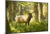 Washington, Olympic, Quinault River. Roosevelt Elk Bull-Steve Kazlowski-Mounted Premium Photographic Print