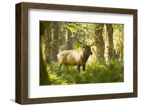 Washington, Olympic, Quinault River. Roosevelt Elk Bull-Steve Kazlowski-Framed Photographic Print