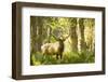 Washington, Olympic, Quinault River. Roosevelt Elk Bull-Steve Kazlowski-Framed Premium Photographic Print