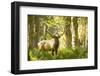 Washington, Olympic, Quinault River. Roosevelt Elk Bull-Steve Kazlowski-Framed Photographic Print