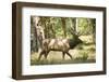 Washington, Olympic, Quinault River. Roosevelt Elk Bull-Steve Kazlowski-Framed Premium Photographic Print