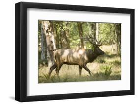 Washington, Olympic, Quinault River. Roosevelt Elk Bull-Steve Kazlowski-Framed Premium Photographic Print