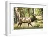 Washington, Olympic, Quinault River. Roosevelt Elk Bull-Steve Kazlowski-Framed Premium Photographic Print