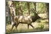 Washington, Olympic, Quinault River. Roosevelt Elk Bull-Steve Kazlowski-Mounted Premium Photographic Print