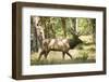 Washington, Olympic, Quinault River. Roosevelt Elk Bull-Steve Kazlowski-Framed Photographic Print