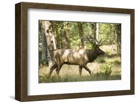 Washington, Olympic, Quinault River. Roosevelt Elk Bull-Steve Kazlowski-Framed Photographic Print