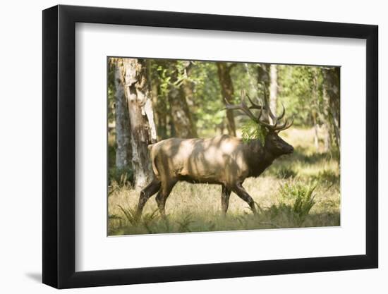 Washington, Olympic, Quinault River. Roosevelt Elk Bull-Steve Kazlowski-Framed Photographic Print