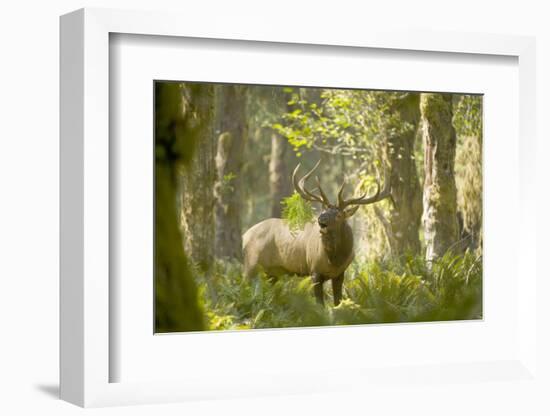 Washington, Olympic, Quinault River. Roosevelt Elk Bull-Steve Kazlowski-Framed Photographic Print