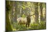 Washington, Olympic, Quinault River. Roosevelt Elk Bull-Steve Kazlowski-Mounted Photographic Print