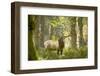 Washington, Olympic, Quinault River. Roosevelt Elk Bull-Steve Kazlowski-Framed Premium Photographic Print