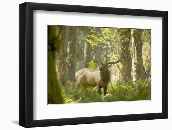 Washington, Olympic, Quinault River. Roosevelt Elk Bull-Steve Kazlowski-Framed Premium Photographic Print