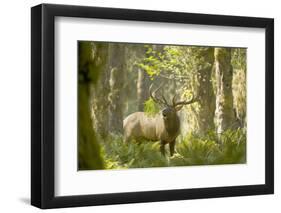 Washington, Olympic, Quinault River. Roosevelt Elk Bull-Steve Kazlowski-Framed Premium Photographic Print