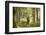 Washington, Olympic, Quinault River. Roosevelt Elk Bull-Steve Kazlowski-Framed Premium Photographic Print