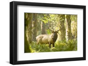 Washington, Olympic, Quinault River. Roosevelt Elk Bull-Steve Kazlowski-Framed Photographic Print