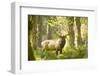 Washington, Olympic, Quinault River. Roosevelt Elk Bull-Steve Kazlowski-Framed Photographic Print