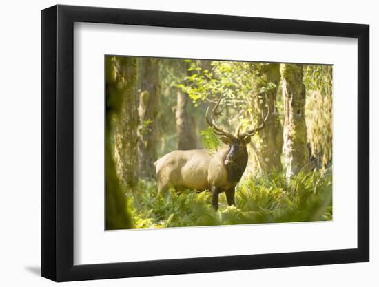 Washington, Olympic, Quinault River. Roosevelt Elk Bull-Steve Kazlowski-Framed Premium Photographic Print