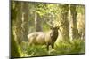 Washington, Olympic, Quinault River. Roosevelt Elk Bull-Steve Kazlowski-Mounted Premium Photographic Print