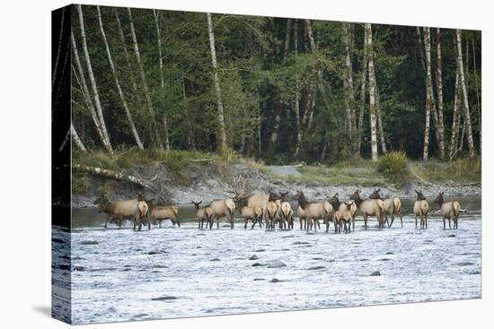 Washington, Olympic, Quinault River. Roosevelt Elk Herd Crossing-Steve Kazlowski-Stretched Canvas