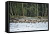 Washington, Olympic, Quinault River. Roosevelt Elk Herd Crossing-Steve Kazlowski-Framed Stretched Canvas