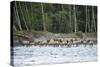 Washington, Olympic, Quinault River. Roosevelt Elk Herd Crossing-Steve Kazlowski-Stretched Canvas