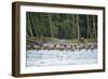 Washington, Olympic, Quinault River. Roosevelt Elk Herd Crossing-Steve Kazlowski-Framed Photographic Print