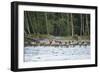 Washington, Olympic, Quinault River. Roosevelt Elk Herd Crossing-Steve Kazlowski-Framed Photographic Print