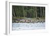 Washington, Olympic, Quinault River. Roosevelt Elk Herd Crossing-Steve Kazlowski-Framed Photographic Print