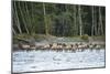 Washington, Olympic, Quinault River. Roosevelt Elk Herd Crossing-Steve Kazlowski-Mounted Photographic Print