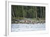 Washington, Olympic, Quinault River. Roosevelt Elk Herd Crossing-Steve Kazlowski-Framed Photographic Print