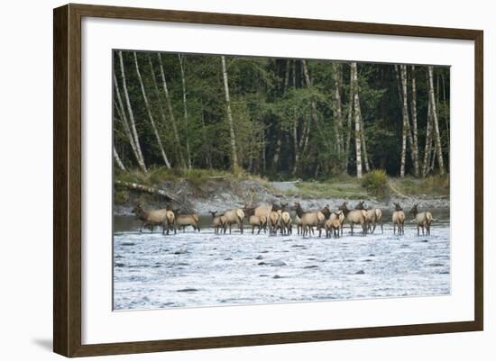 Washington, Olympic, Quinault River. Roosevelt Elk Herd Crossing-Steve Kazlowski-Framed Photographic Print