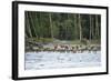 Washington, Olympic, Quinault River. Roosevelt Elk Herd Crossing-Steve Kazlowski-Framed Photographic Print