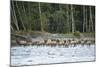 Washington, Olympic, Quinault River. Roosevelt Elk Herd Crossing-Steve Kazlowski-Mounted Photographic Print