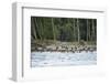 Washington, Olympic, Quinault River. Roosevelt Elk Herd Crossing-Steve Kazlowski-Framed Photographic Print