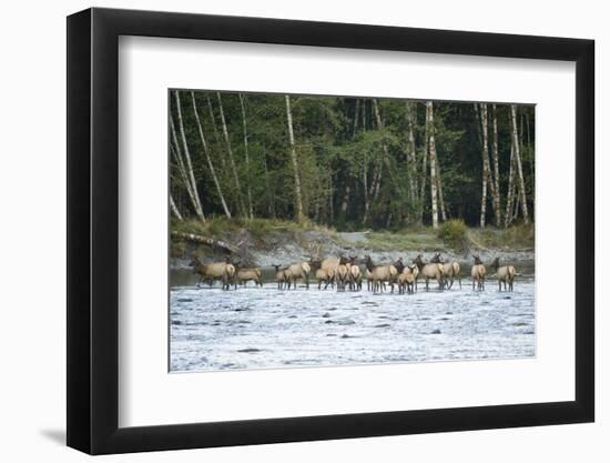 Washington, Olympic, Quinault River. Roosevelt Elk Herd Crossing-Steve Kazlowski-Framed Premium Photographic Print